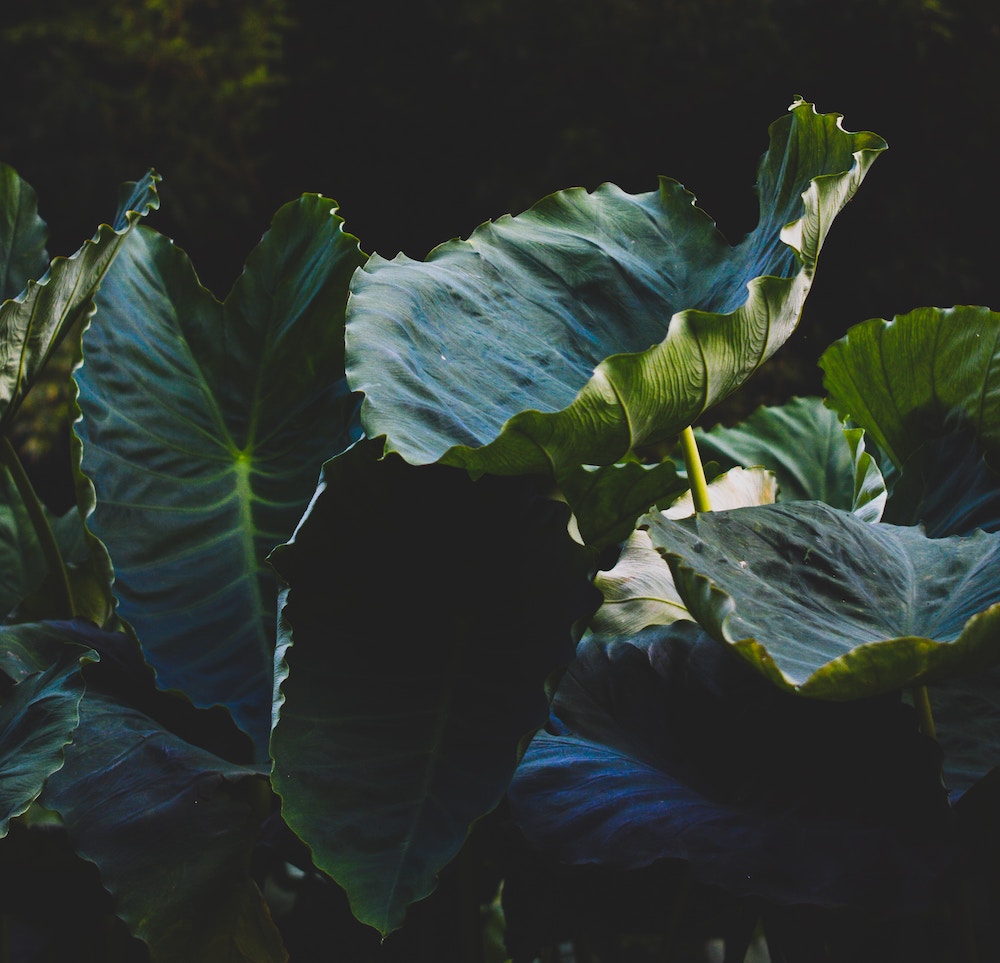 Buitenplant Alocasia