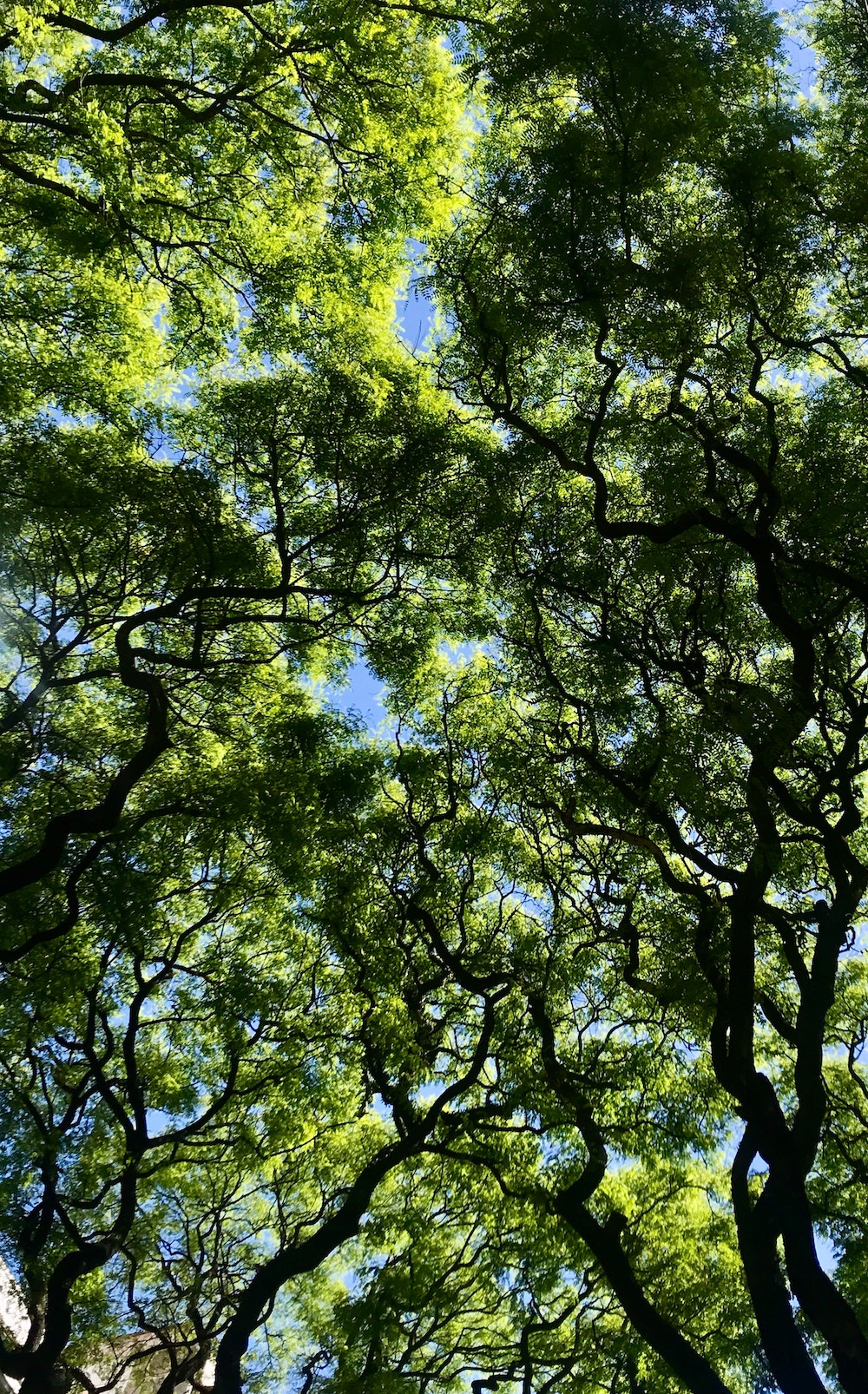 Bomen die elkaar net niet aanraken