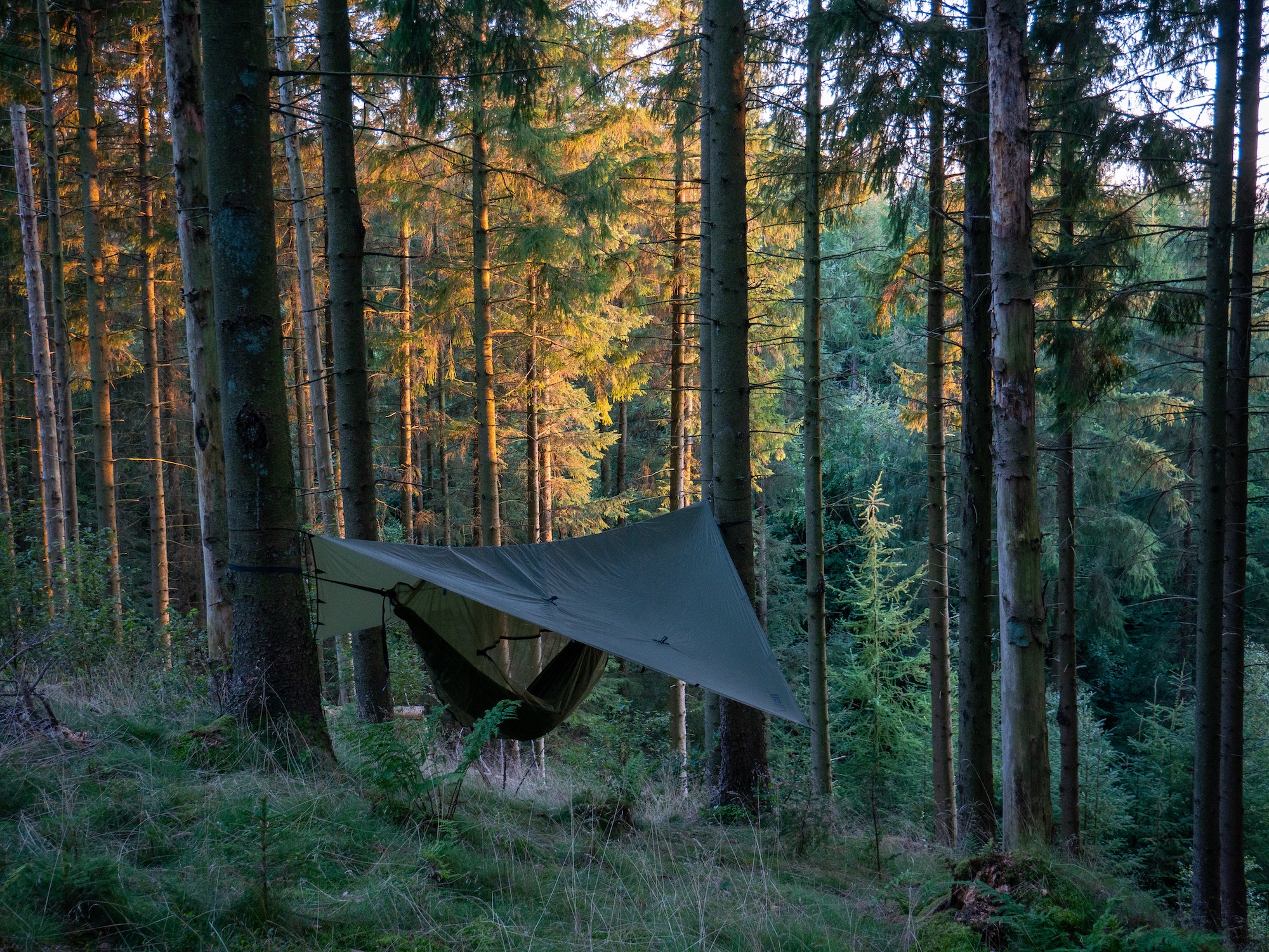 Hangmat in het bos