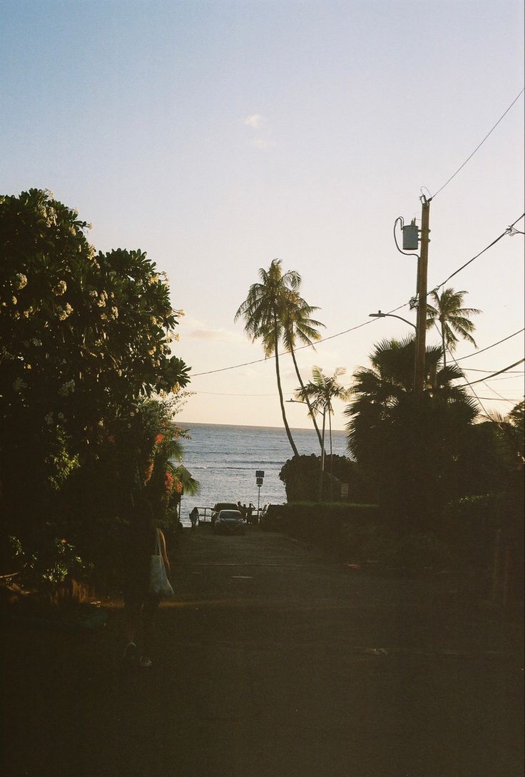 Palmbomen Hawaii