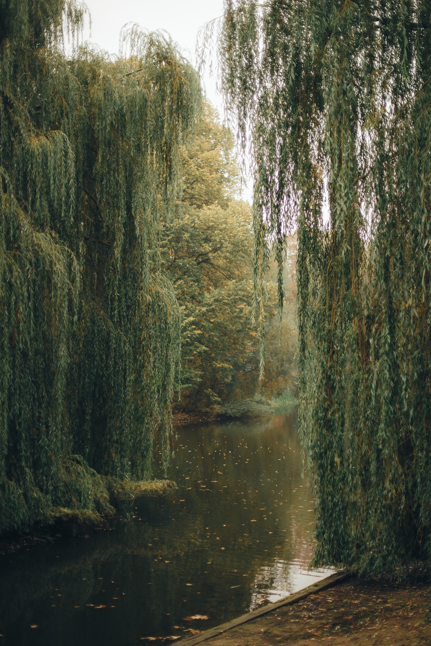 Wilg over water