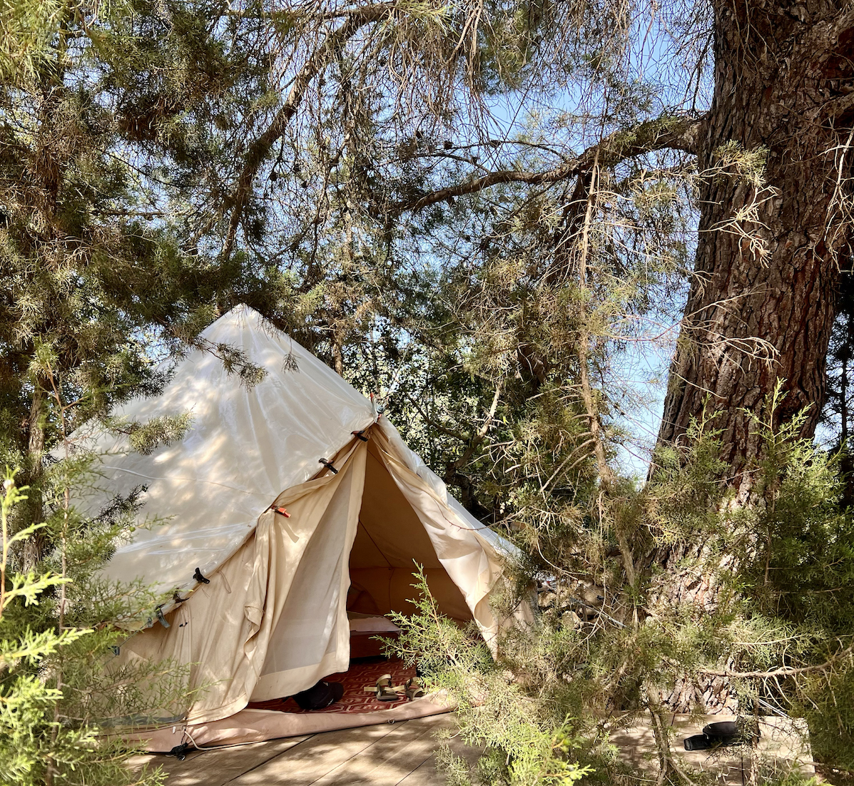 Foto tent onder dennenboom