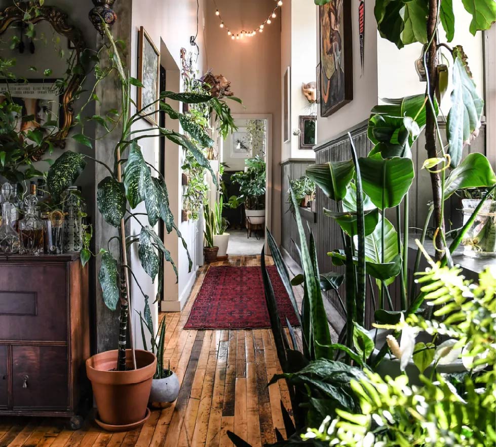 Indoor urban jungle