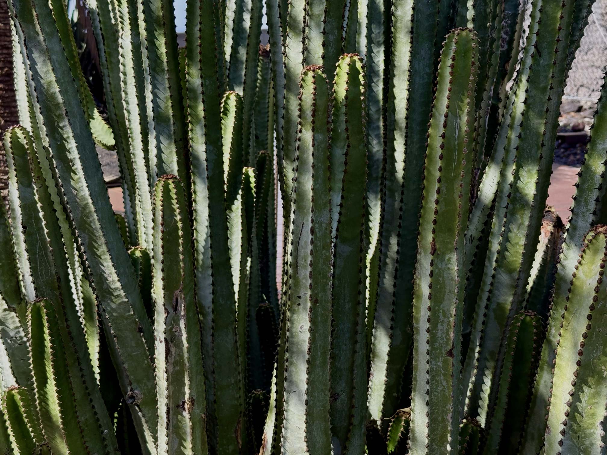 A cactus